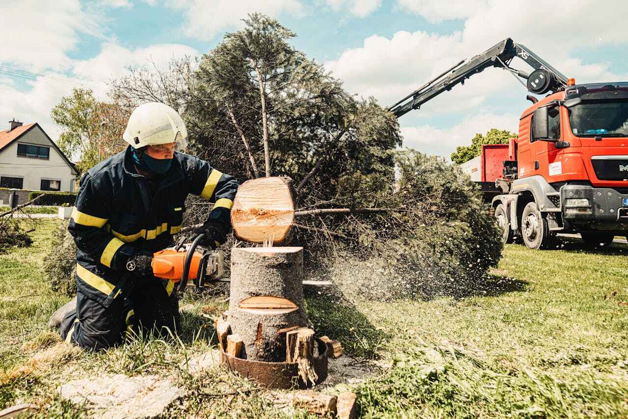 The Steps Involved in Our Tree Care Process in Wisner, NE